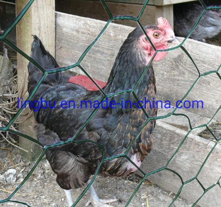 PVC Coated Iron Wire Hexagonal Chicken Wire Netting Hexagonal Livestock Fence