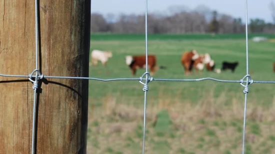 Valla de ciervo de nudo fijo galvanizada cerca de campo de caballo de ciervo de ganado para granja